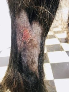 Dog with Alabama Rot