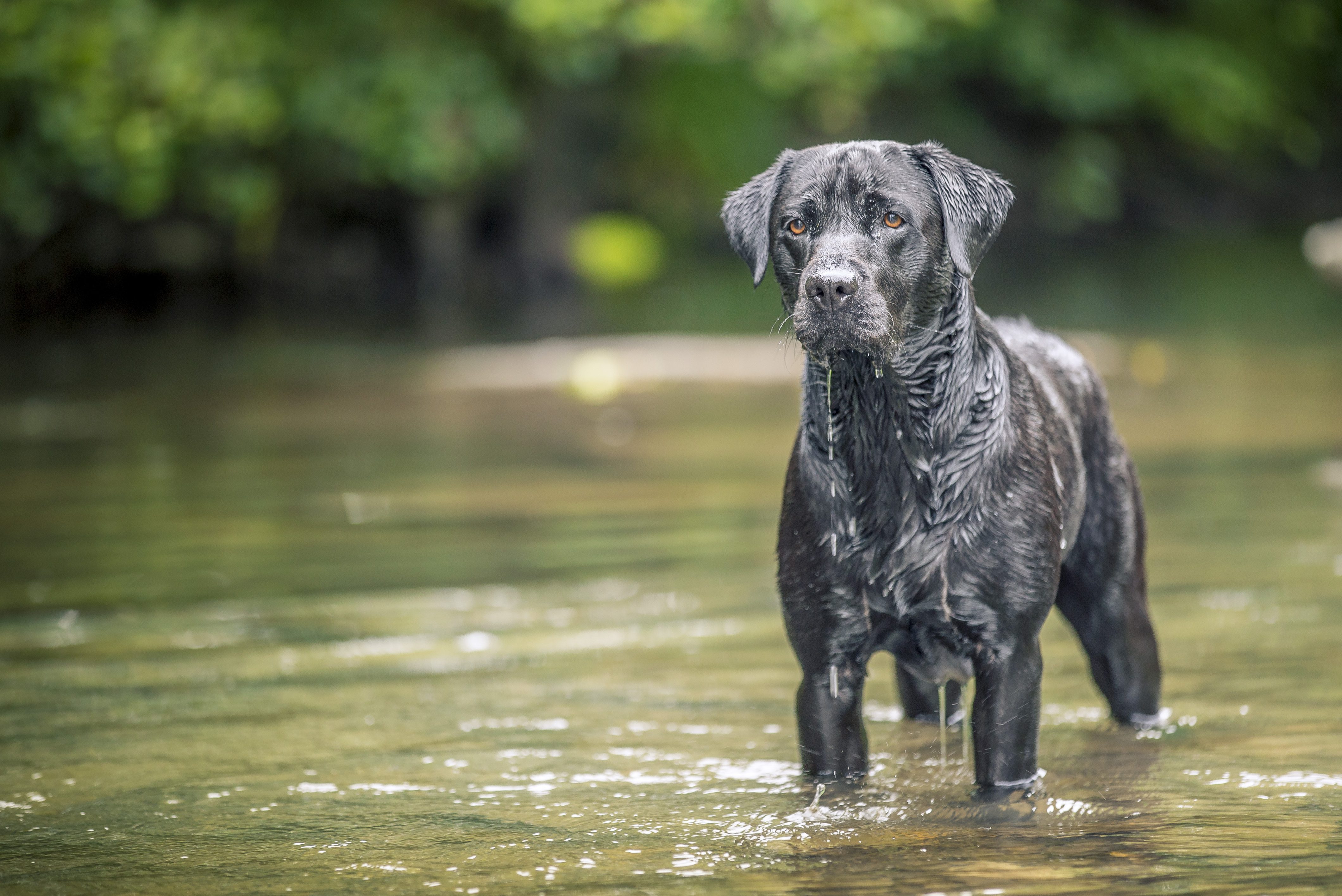 Lab in water