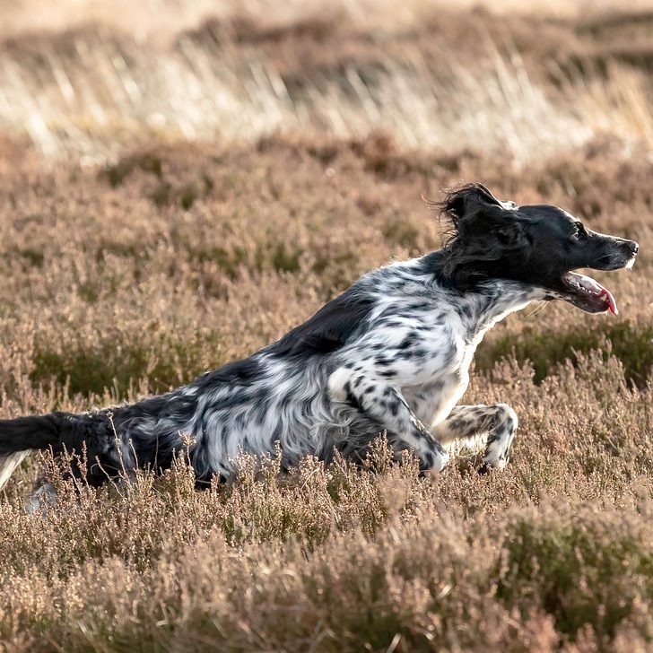 munsterlander dog food