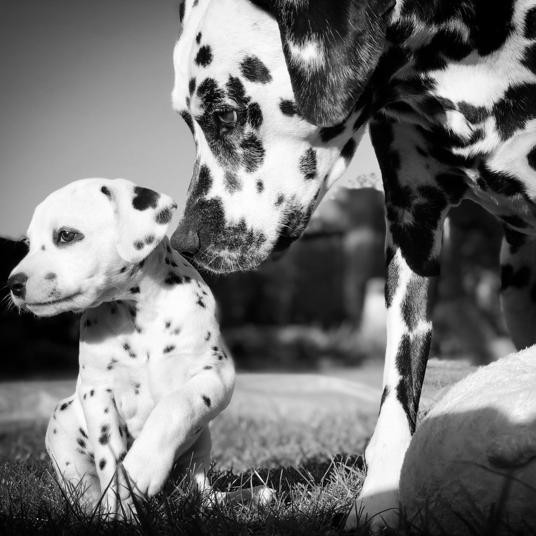 Dalmatian and puppy