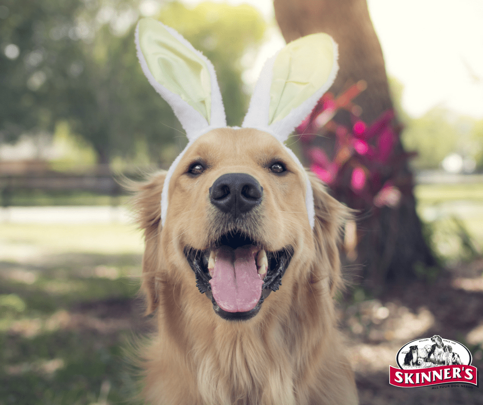 happy easter puppy