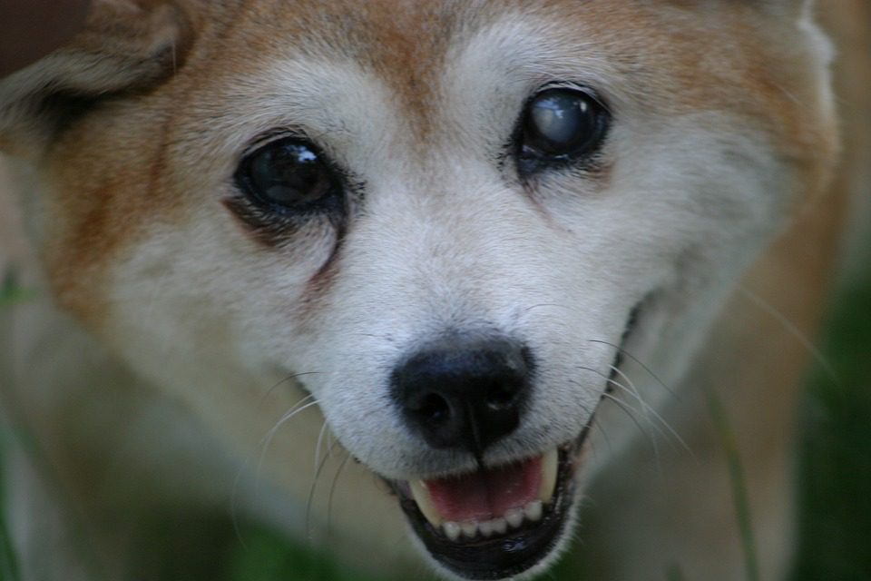 Mental stimulation for blind dogs