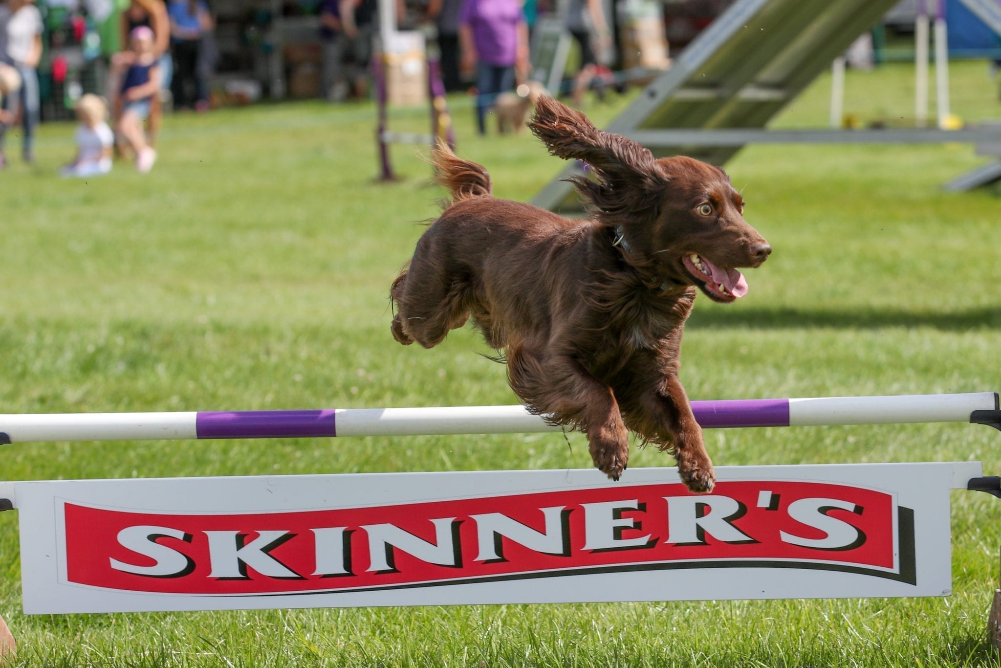 Spaniel doing agility