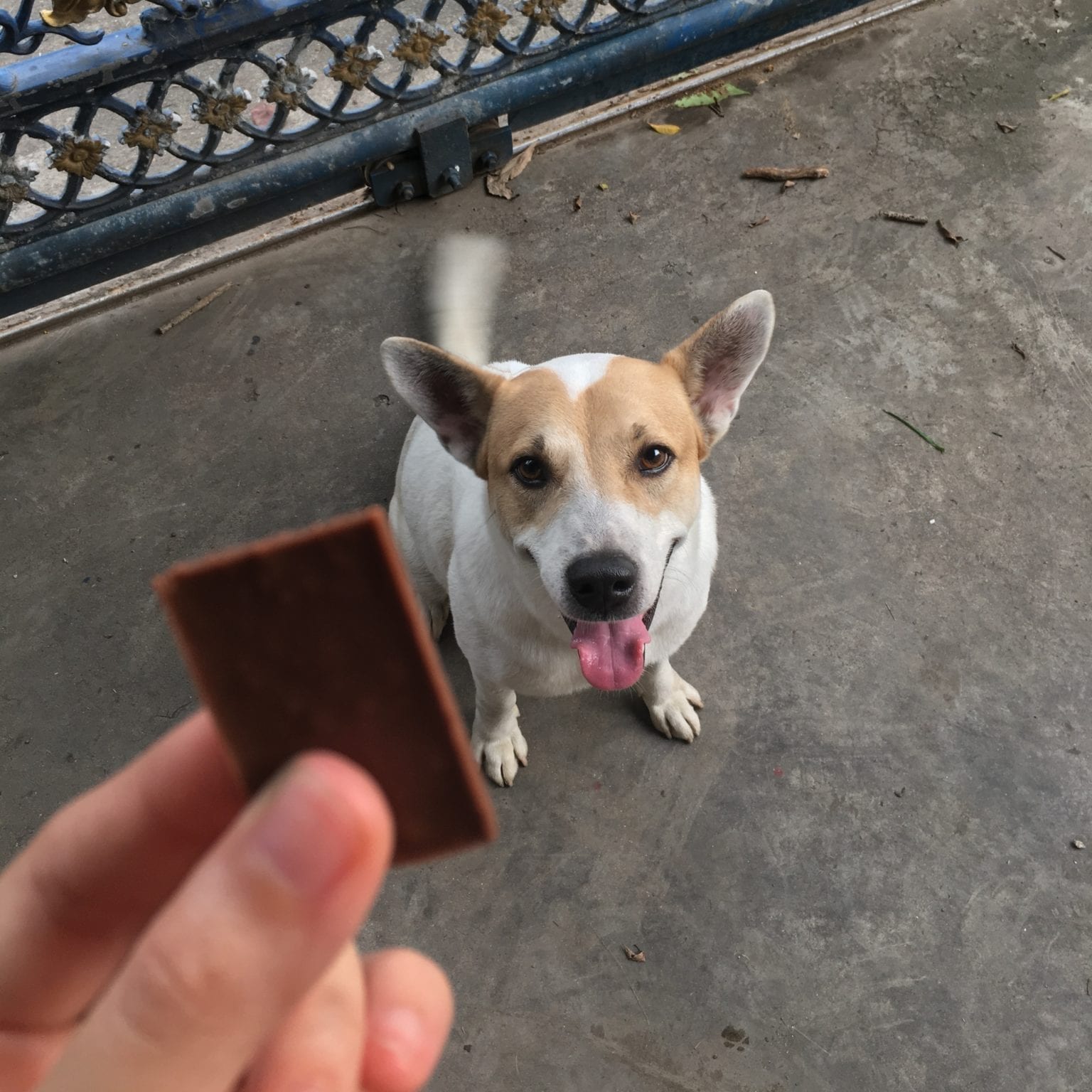 Is it ok to give dogs chocolate?