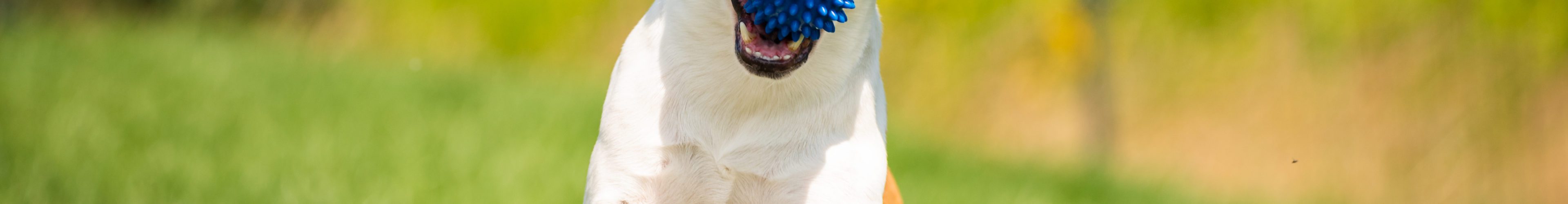 We re celebrating National Fetch Day Skinner s