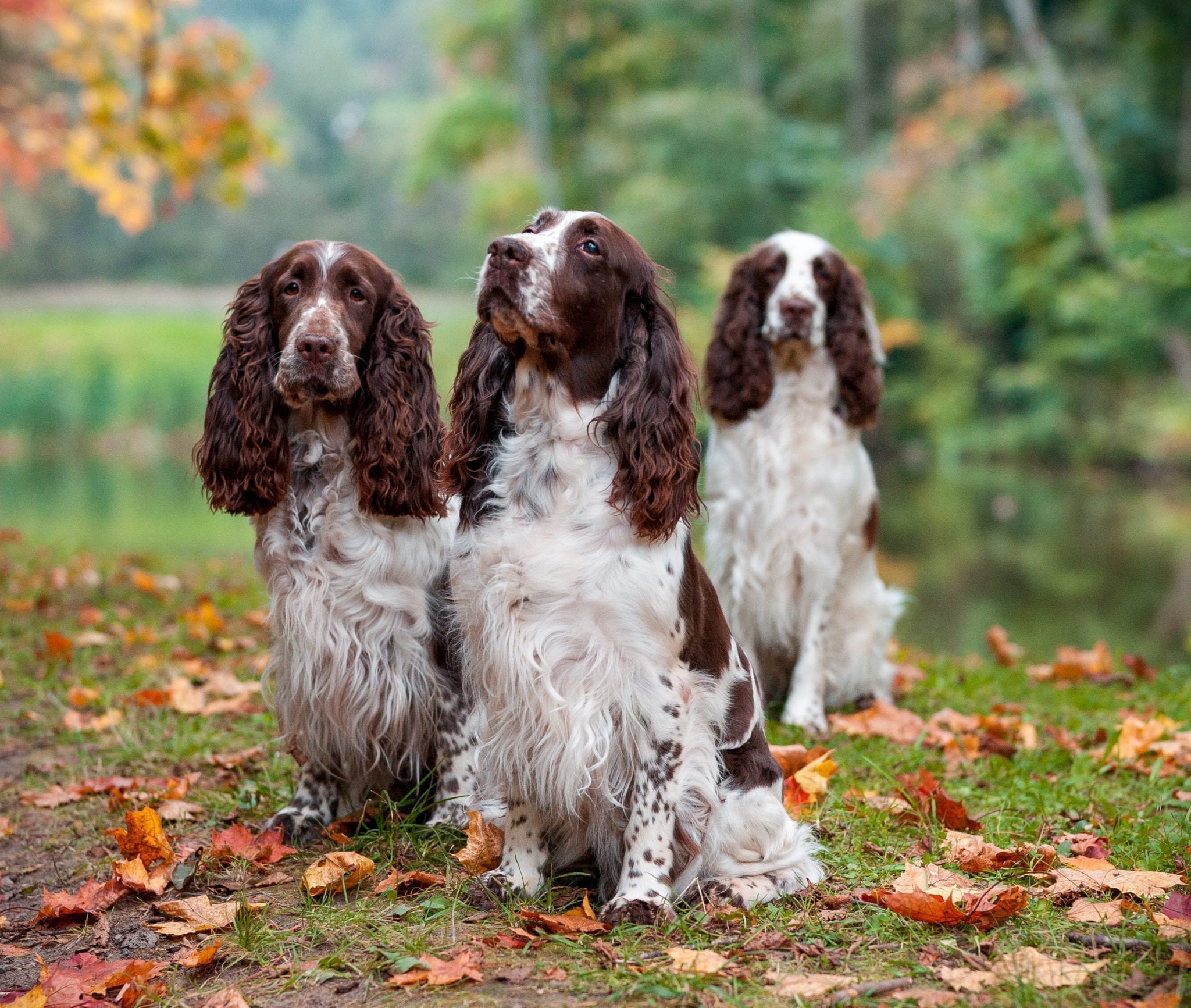 Working English Springer Spaniels