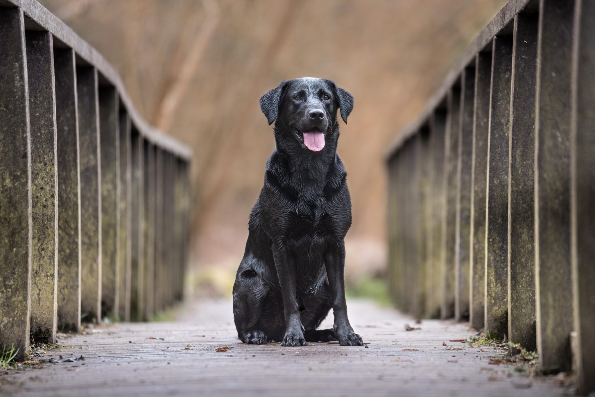 joint aid for dogs