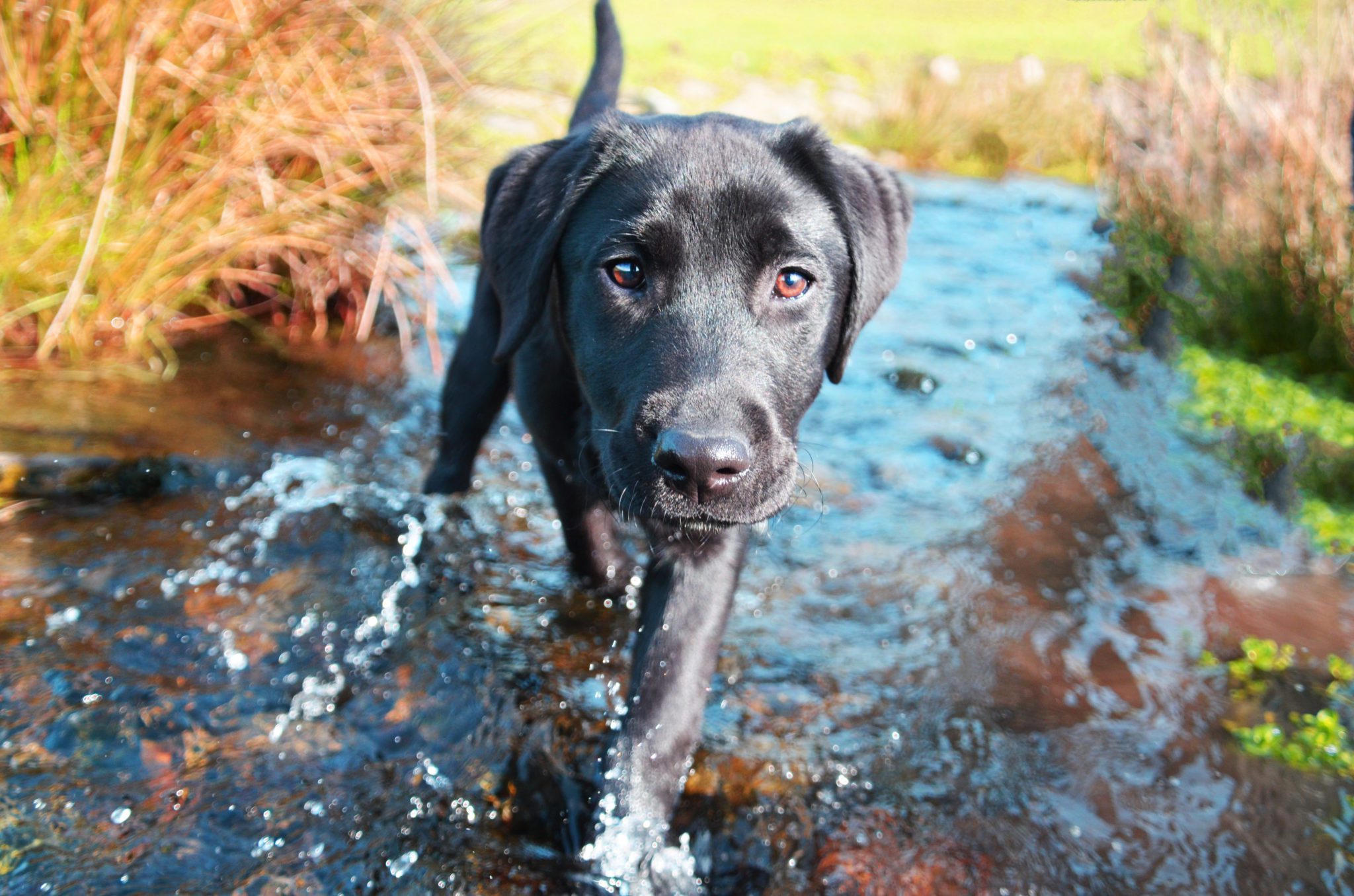 Labrador - the most popular dog breed in the UK