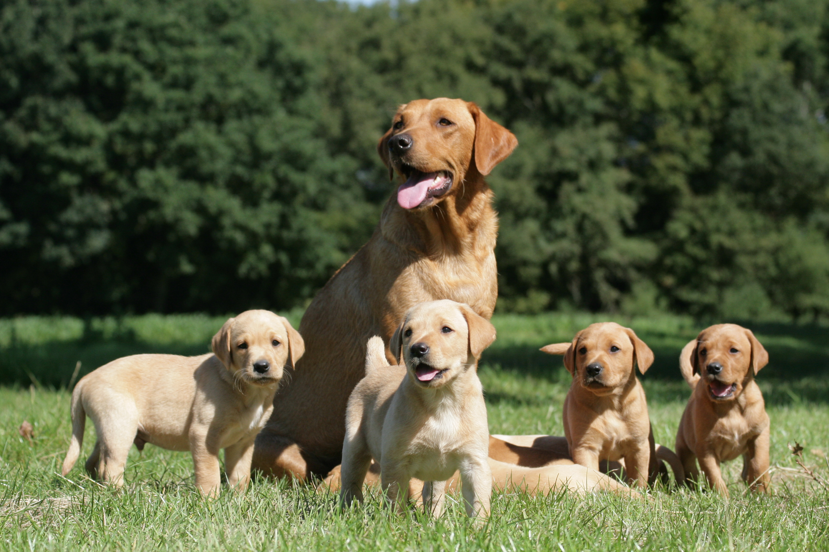 What to feed for a successful litter of puppies Skinner s