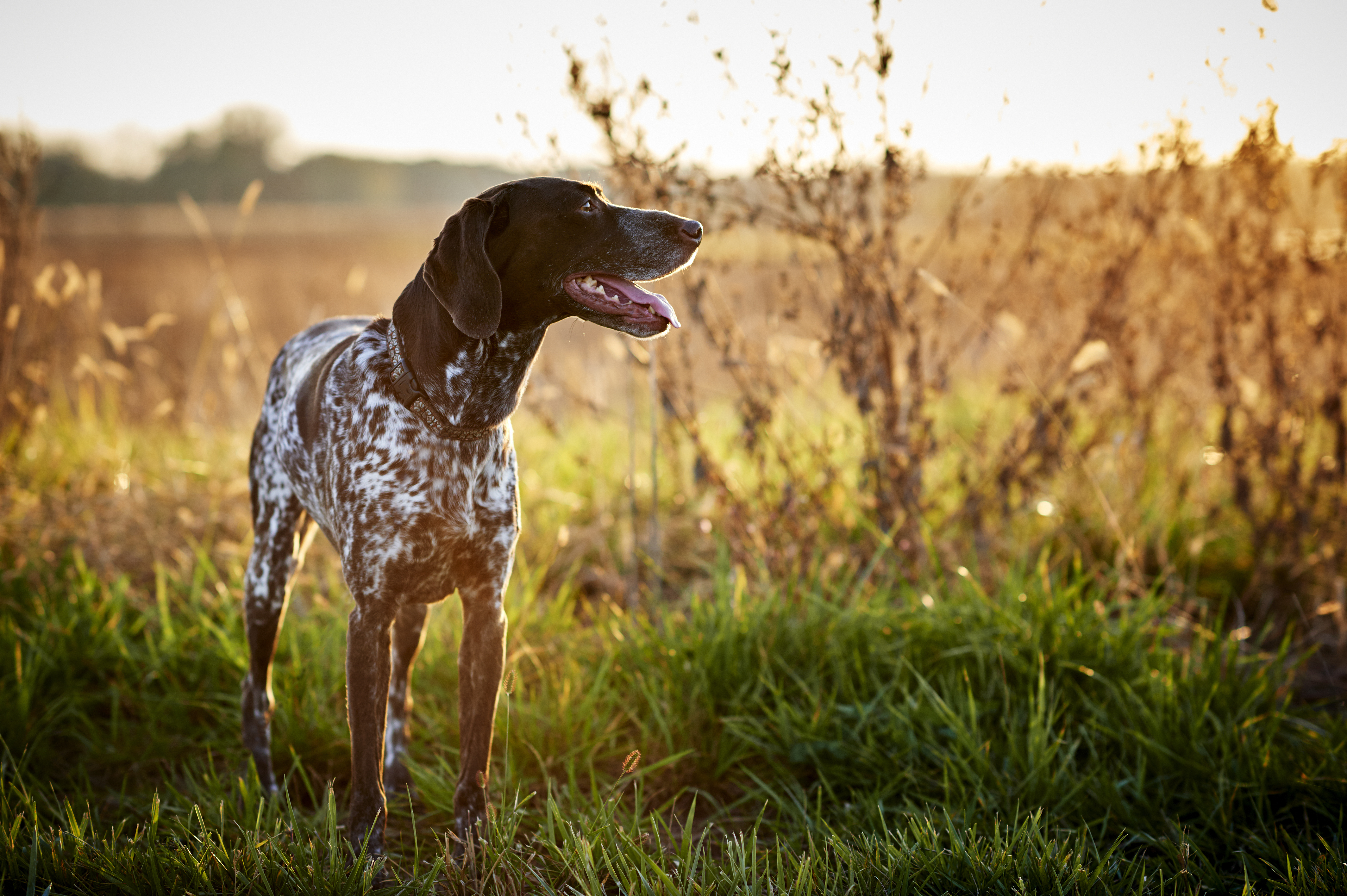 Pointer in the countryside