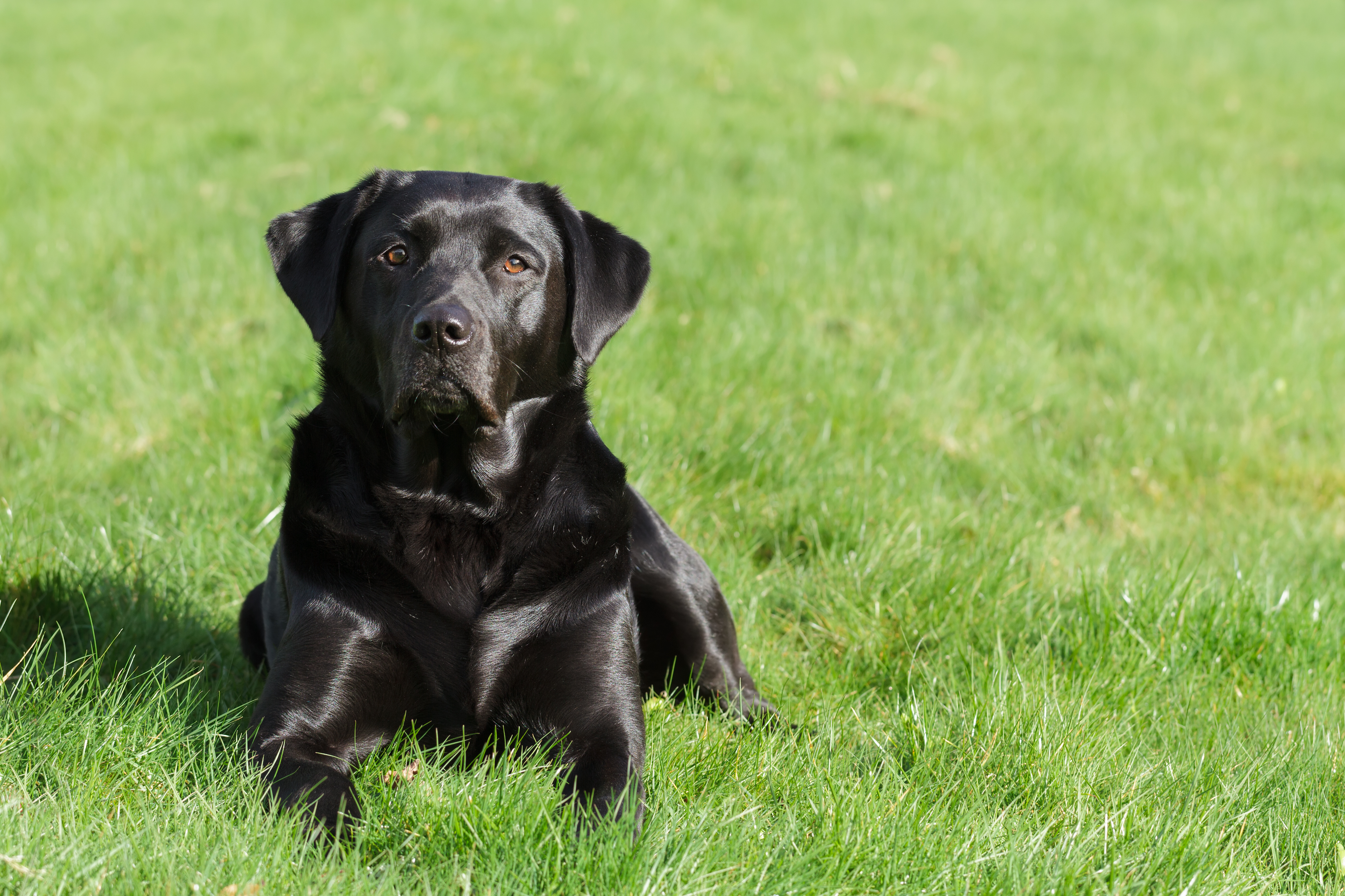 single protein working dog food