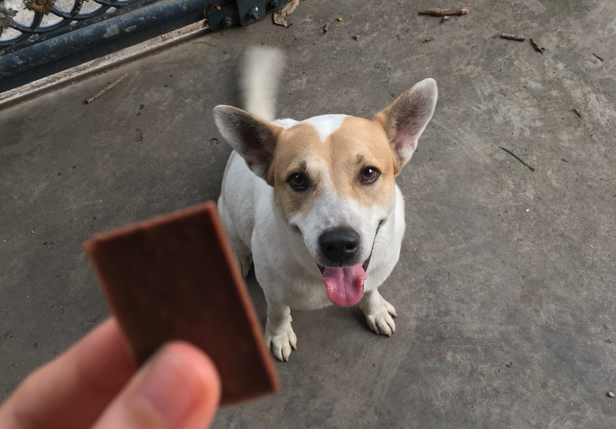 Is chocolate poisonous for dogs?