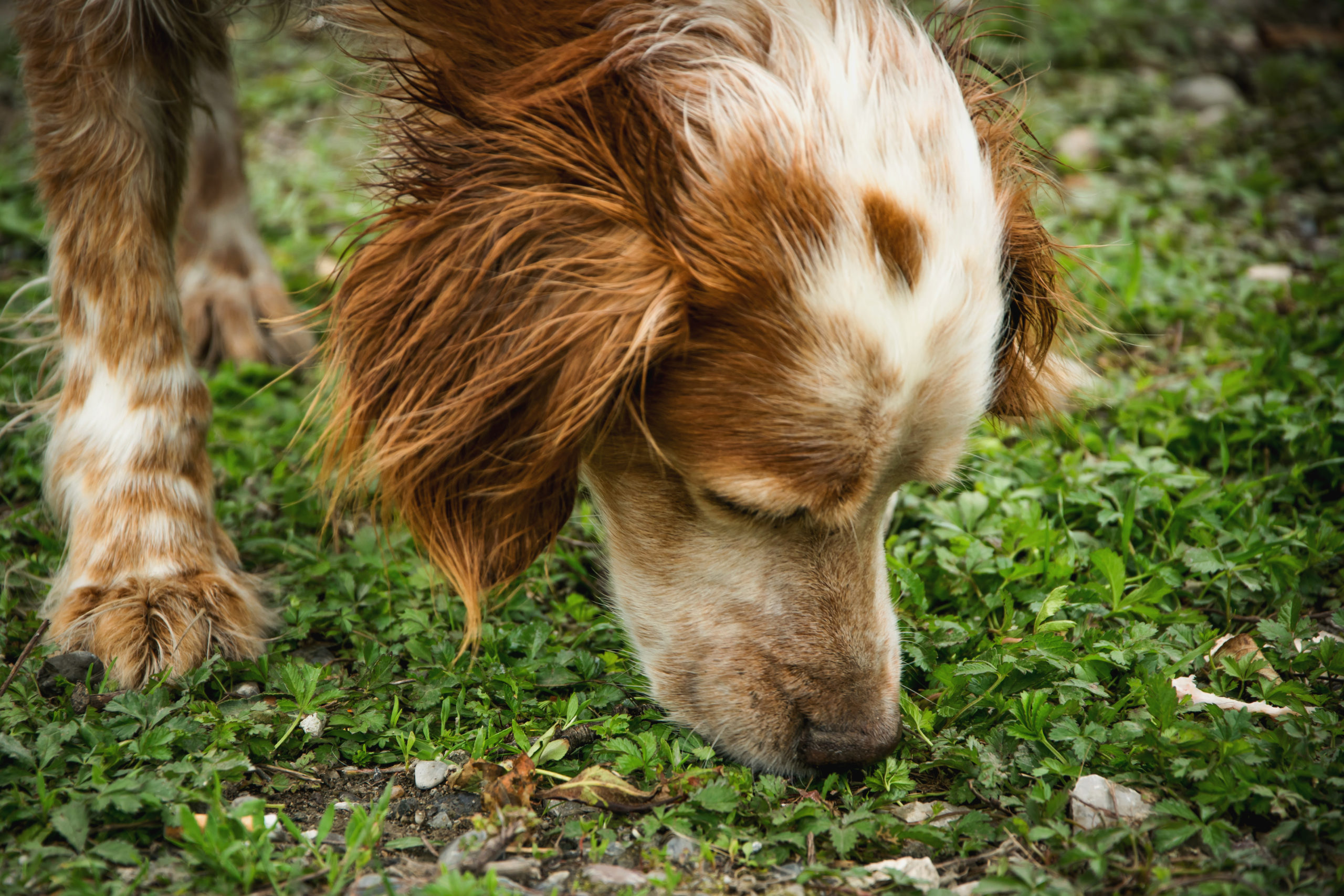 Scent work with dogs