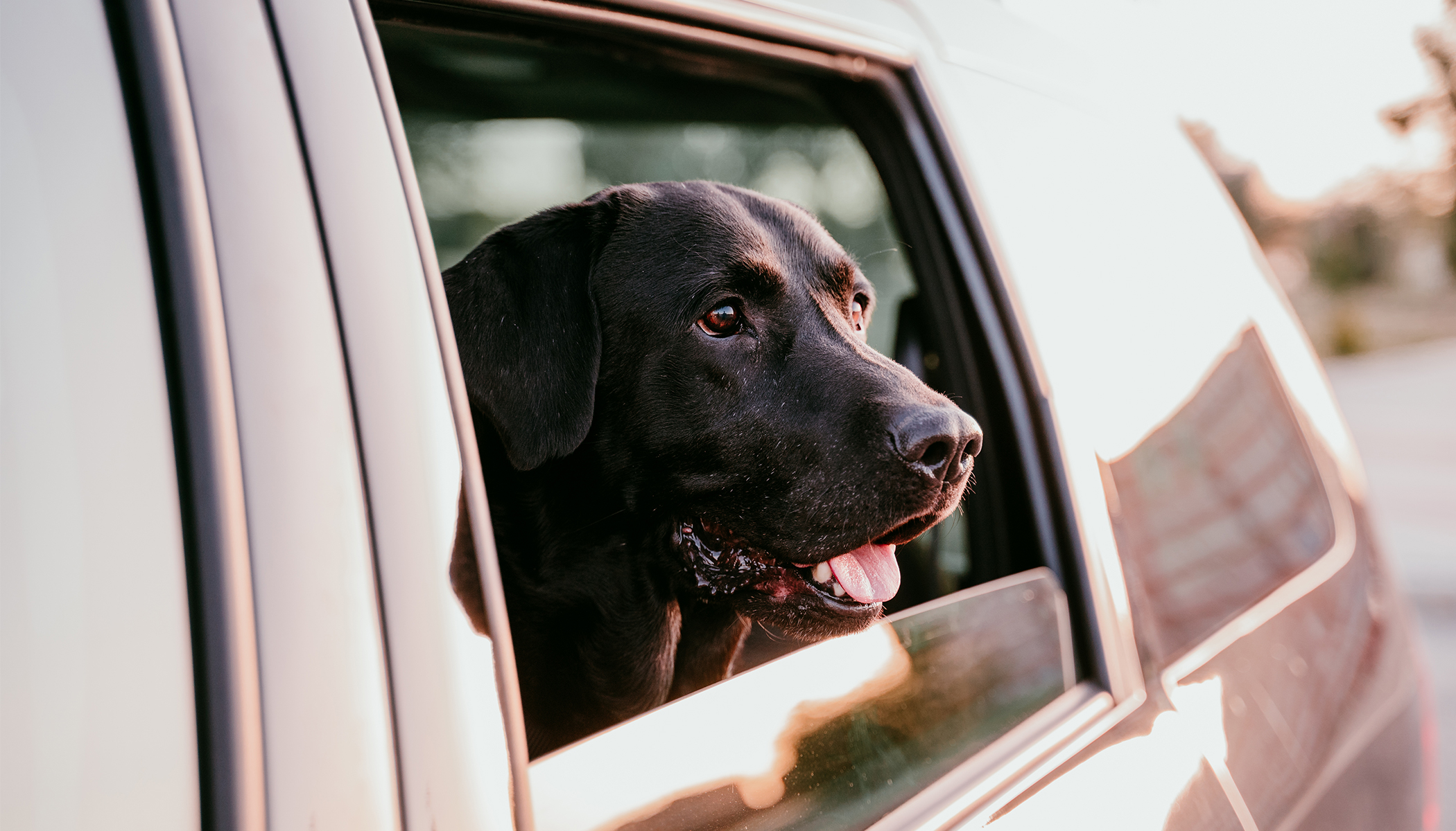 Black Labrador dog looks out of the window of the car.