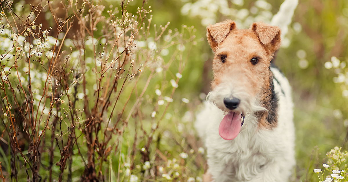 Grain free dog food