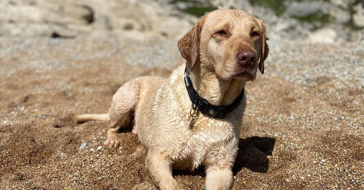 Labrador, weight loss, dog weight loss, healthy dog, weight loss, dog at the beach
