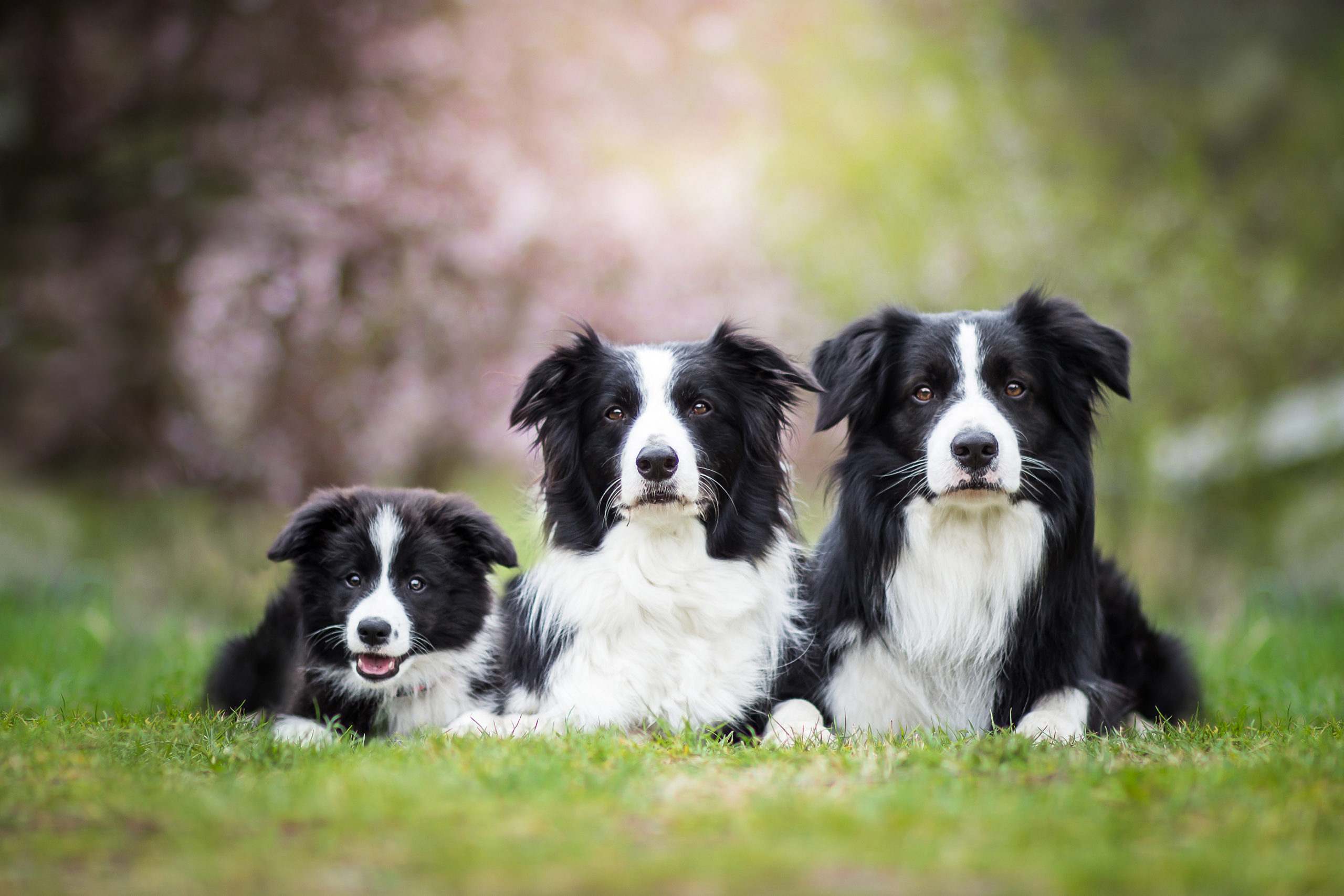 Support every life stage with Skinner s Skinners Dog Food