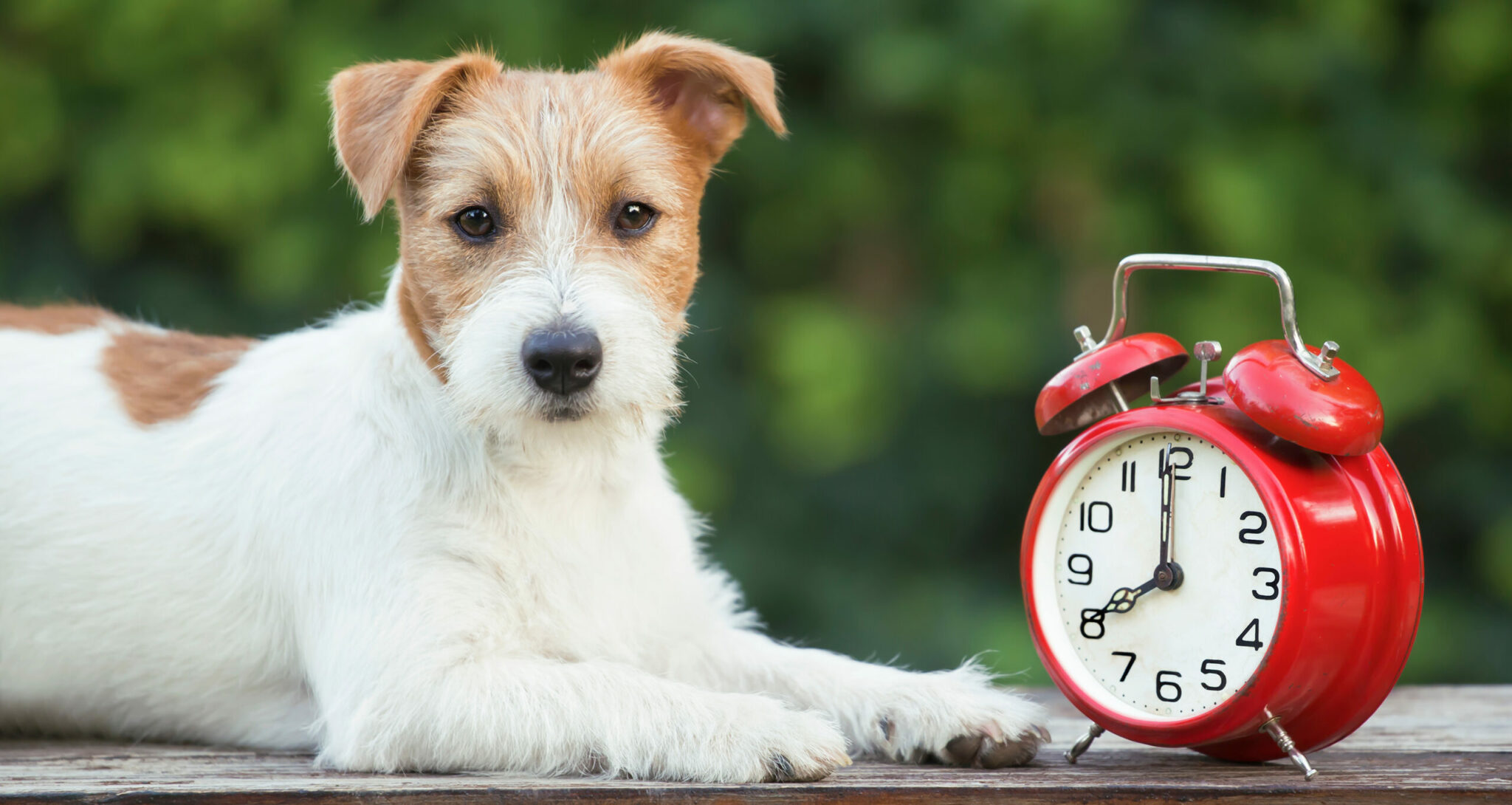 How Do Clock Changes Impact Our Dogs Skinner s