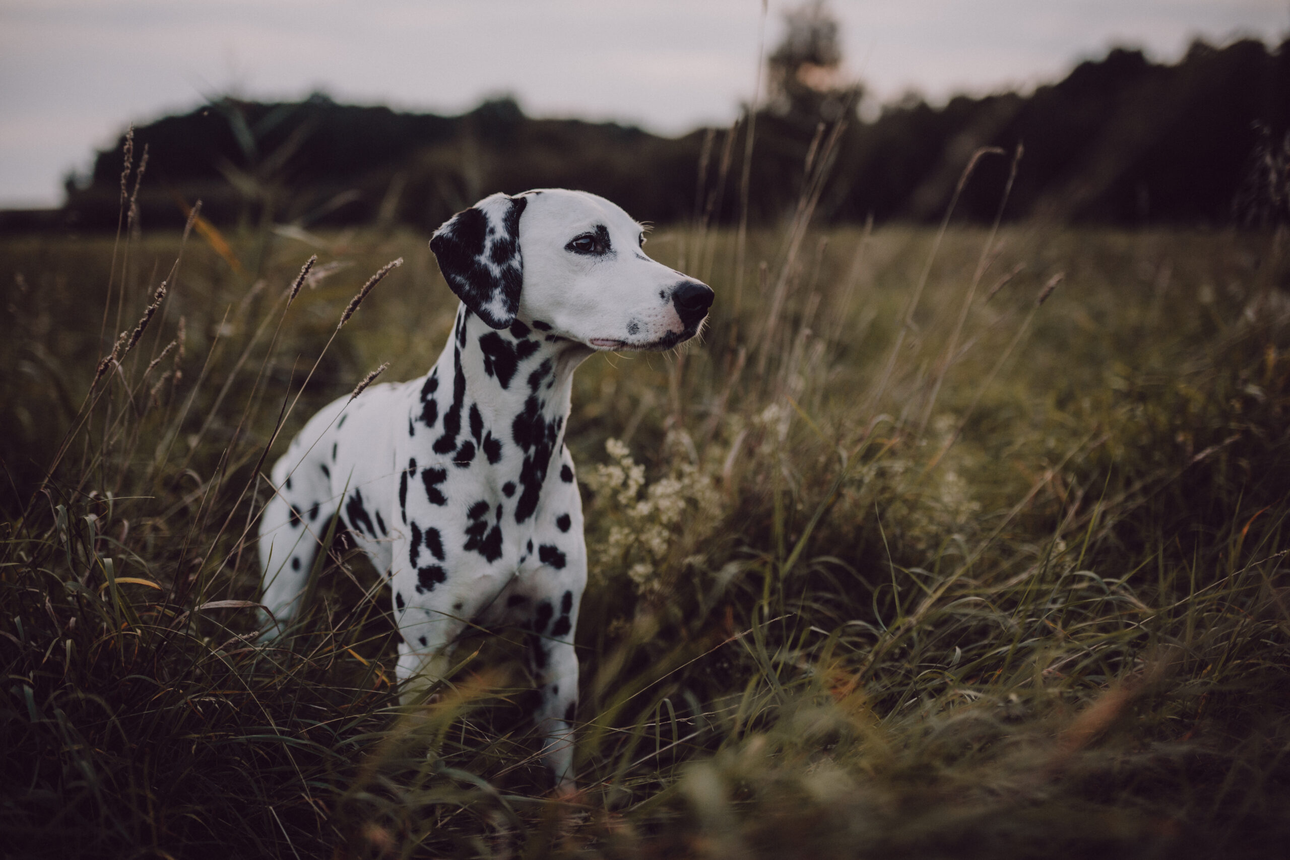 hills low purine dog food
