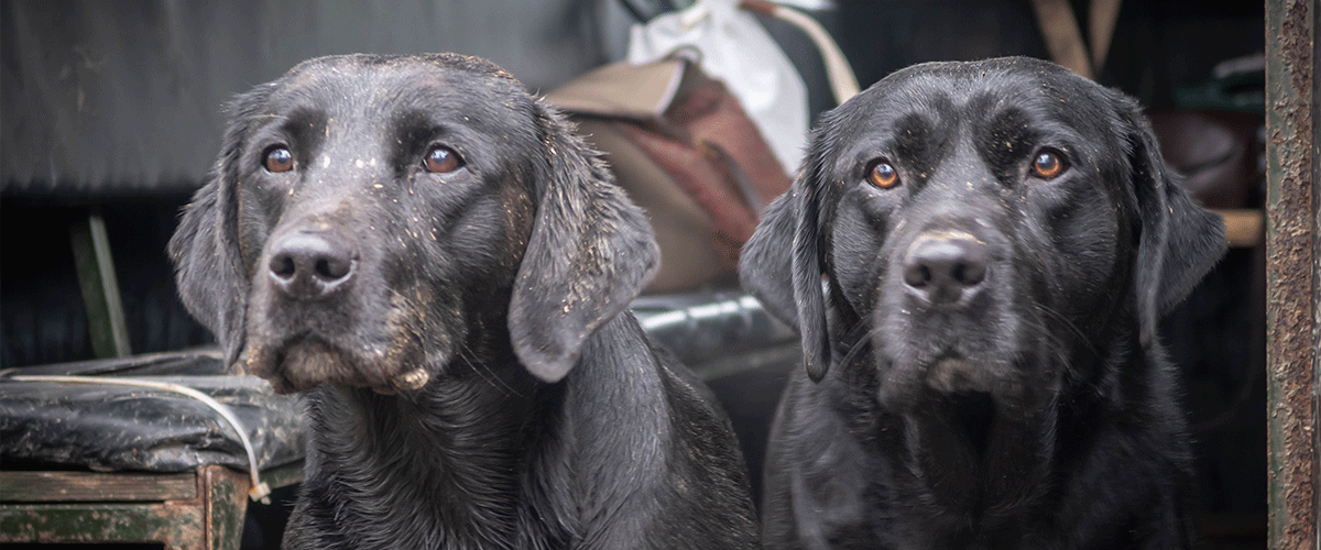 Meet the breed – Labrador Retriever