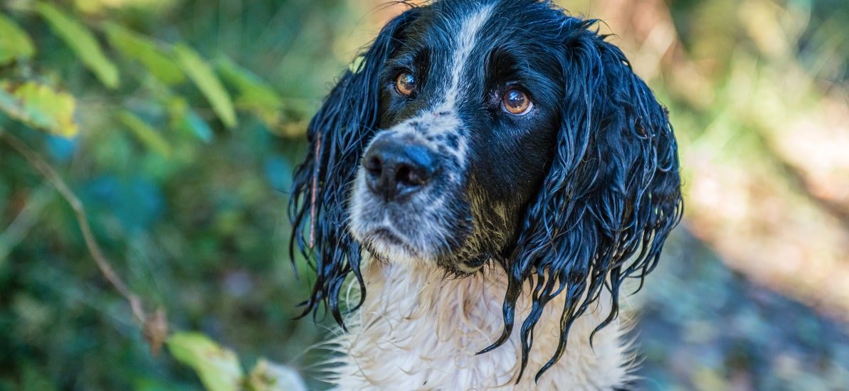 Meet the breed – English Springer Spaniel