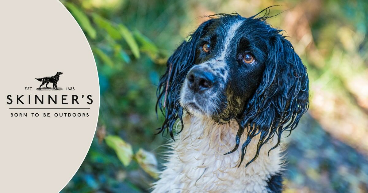 Meet the breed Springer Spaniel Skinner s