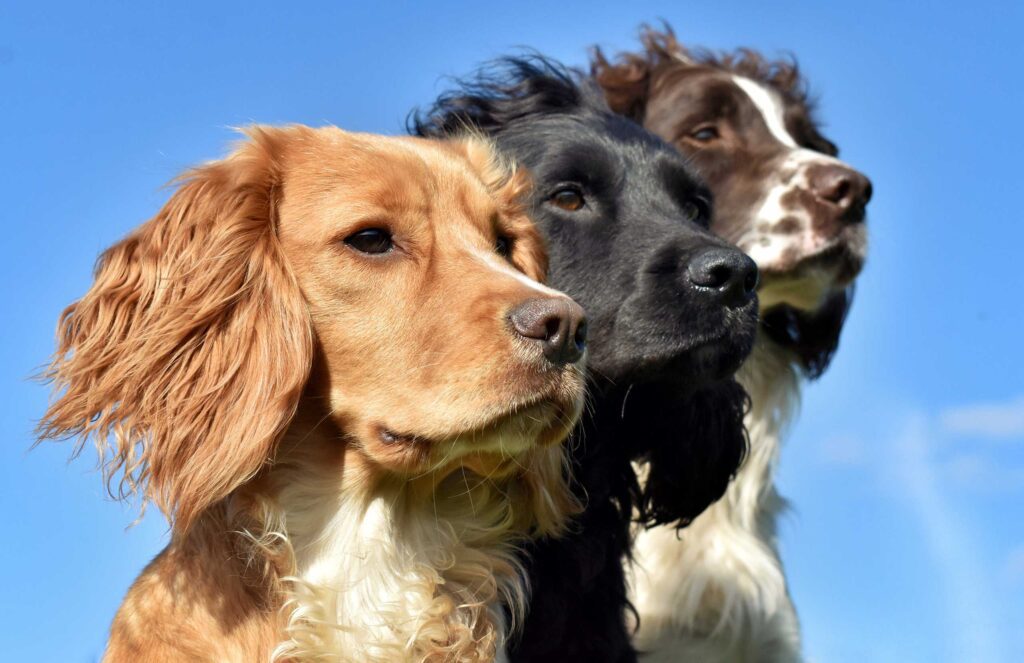 British made working dog food loved by spaniels, labradors, gundogs and terriers