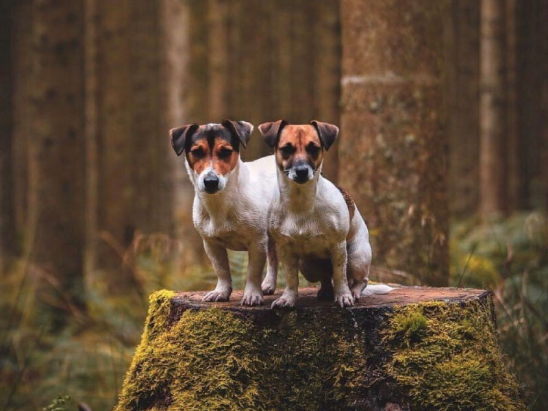 Meet the breed – Jack Russell