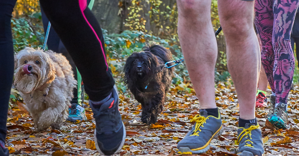 Dog food supporter of parkrun