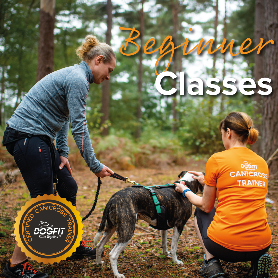 New year, new challenge! What to expect from a canicross class with dogfit