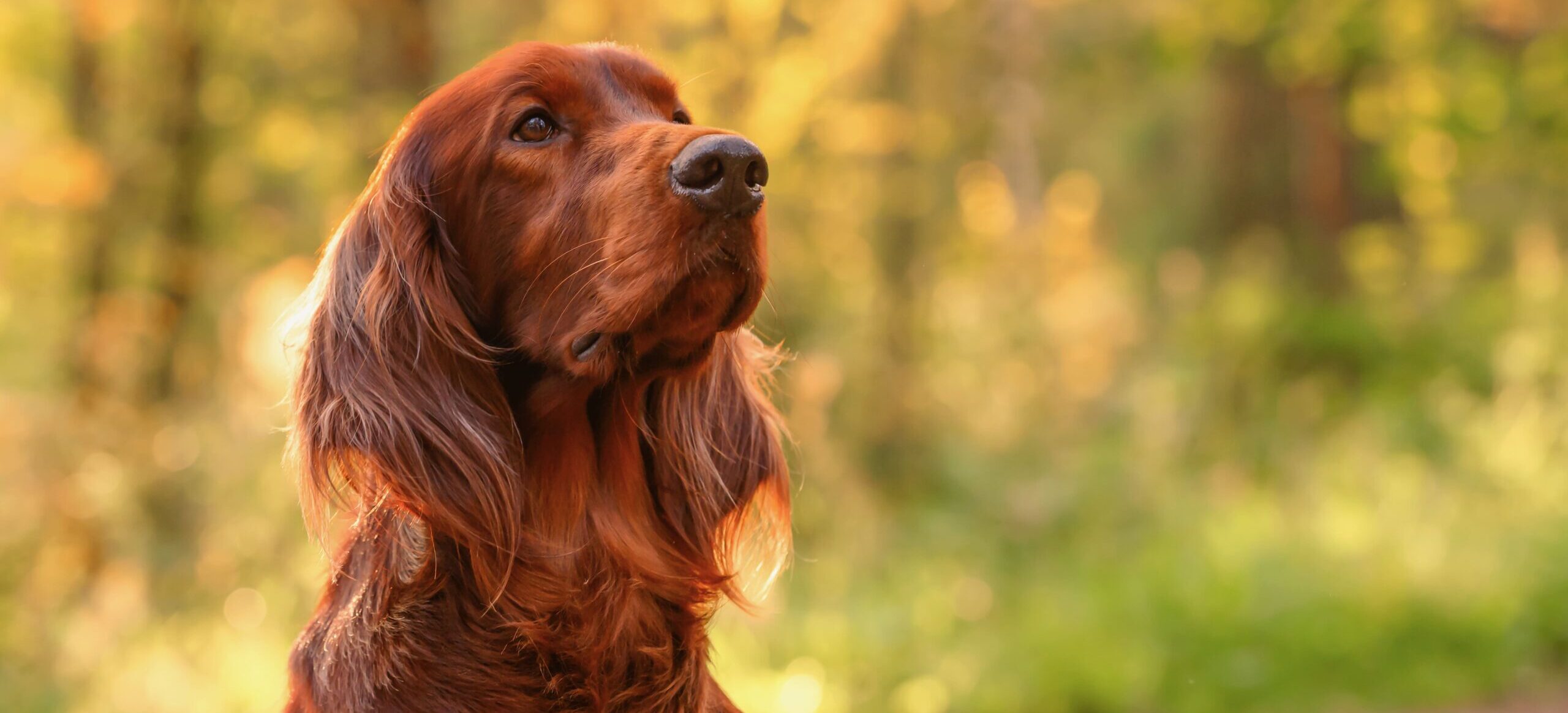 It's time to celebrate our Irish Dog Breeds! | Skinner's