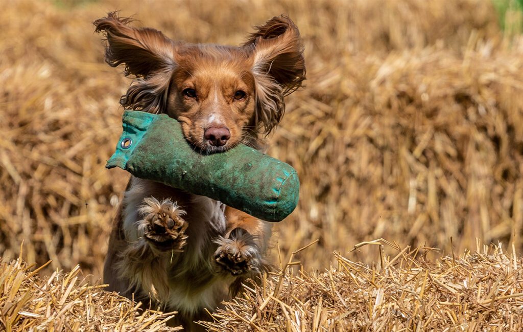 Spaniel taking part in a scurry