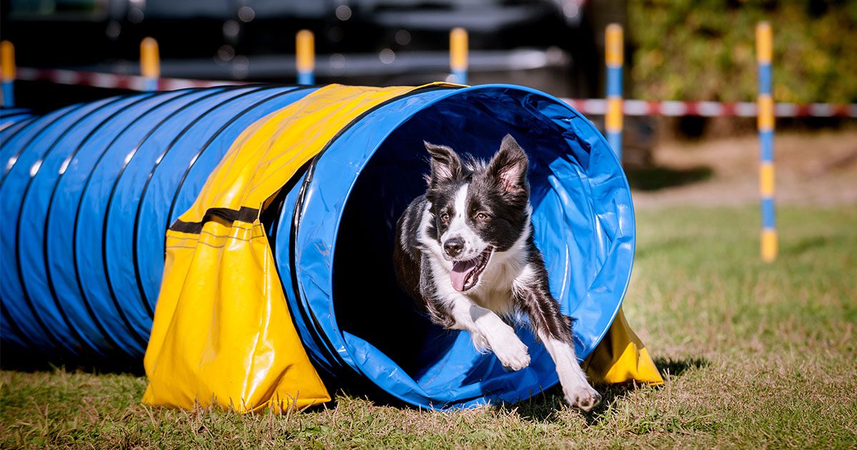 How to get involved with agility for dogs