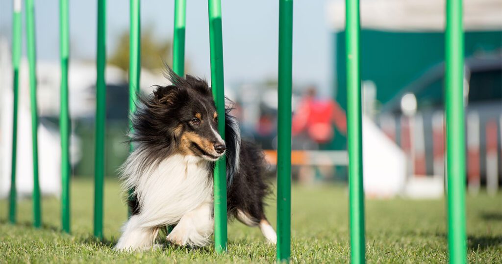 agility training for beginners