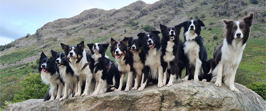 Group of dogs