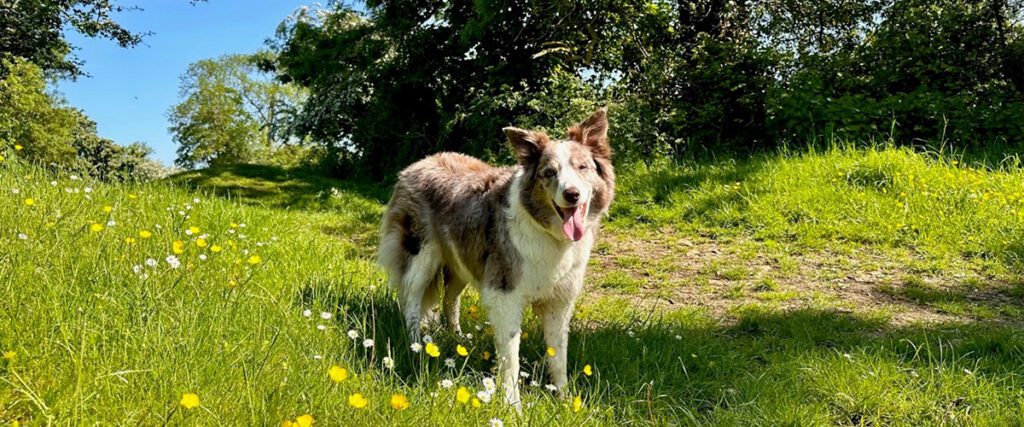 Collie in grass 