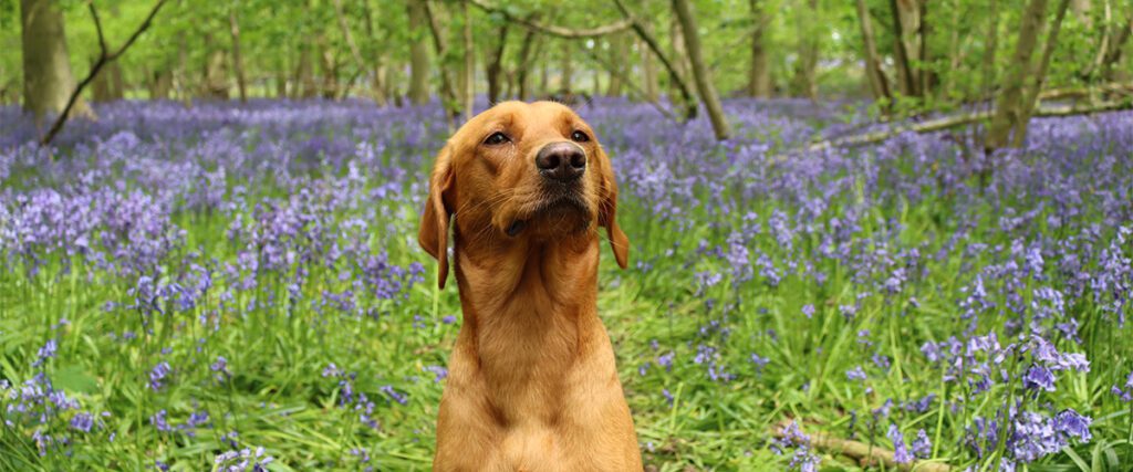 Red lab in bluebells
